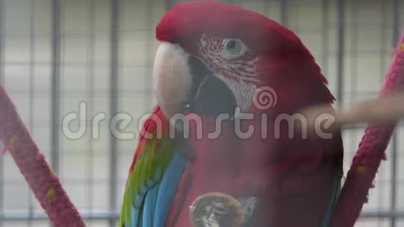一只大红鹦鹉在笼子里栖息在动物园里吃坚果感觉很好视频的预览图