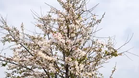 春季系列花卉日本灌木樱花在微风中小簇簇近景4K电影视频的预览图
