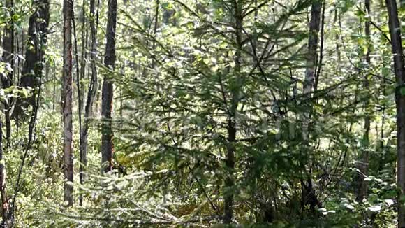 在阳光下的树林里种一棵冷杉视频的预览图
