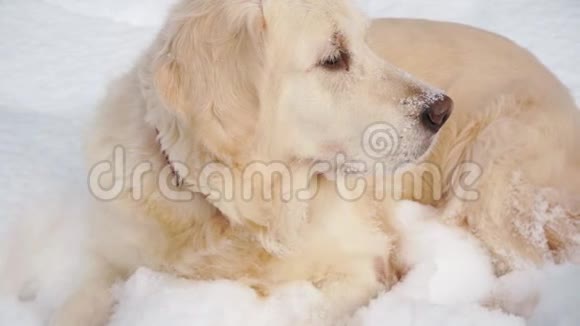 大自然中的宠物一只美丽的金毛猎犬坐在冬天白雪覆盖的森林里视频的预览图