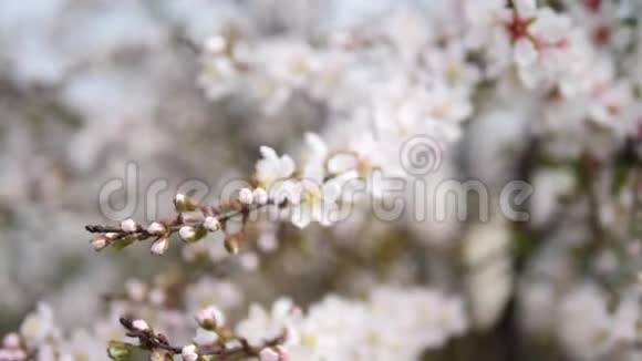 春季系列花卉日本灌木樱花在微风中小簇簇近景4K电影视频的预览图
