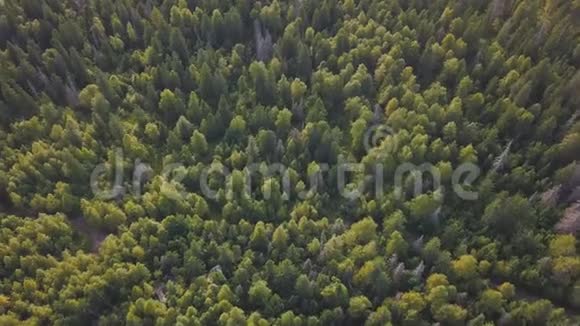 森林里秋色斑斓剪辑秋天森林的俯视图森林背景视频的预览图