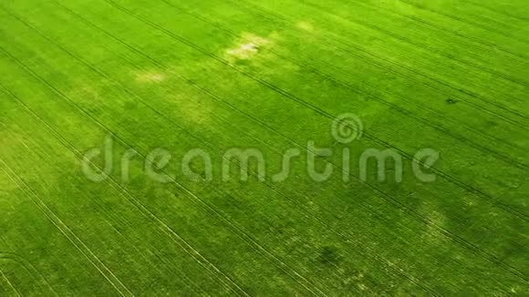 从空中无人机视野中看到绿色的幼麦或谷物品种视频的预览图