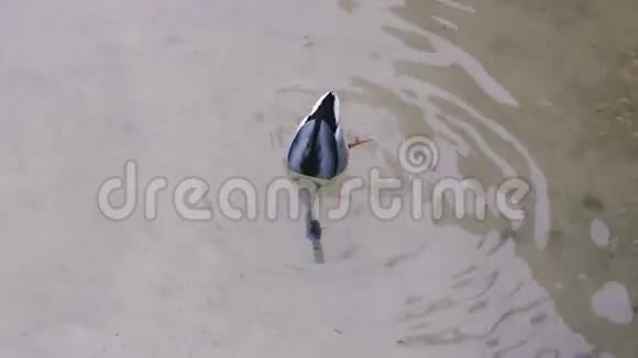 鸭子潜入水中视频的预览图