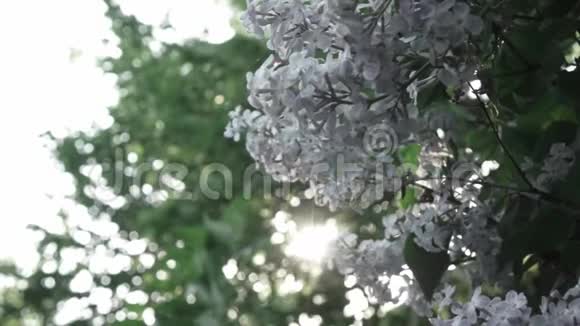 灌木丛上丁香花的近景开花枝树枝在风中摇曳映衬着光辉视频的预览图