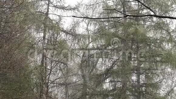 异常天气春天雪上了一棵绿树慢动作视频的预览图