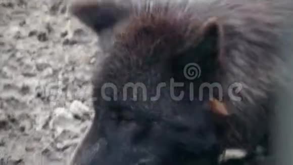 罕见的深灰色狼躺细节稳定视频的预览图