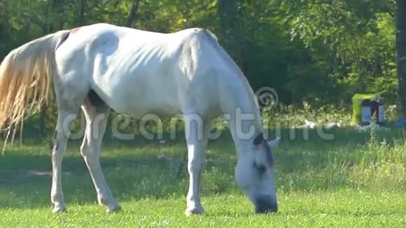 一匹灰马在草地上着青草缓慢地挥动尾巴视频的预览图