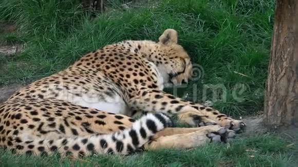 动物园里睡在草地上的一只疲惫的美丽猎豹视频的预览图