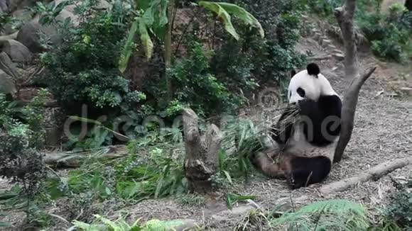 熊猫熊吃他的竹餐视频的预览图