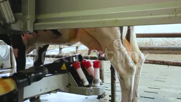 自动化日记奶牛挤奶技术农场视频的预览图