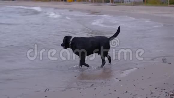 一只满意的黑拉布拉多跑着跳着在水的边缘在波浪上吠叫试图咬水高清1920x1080视频的预览图