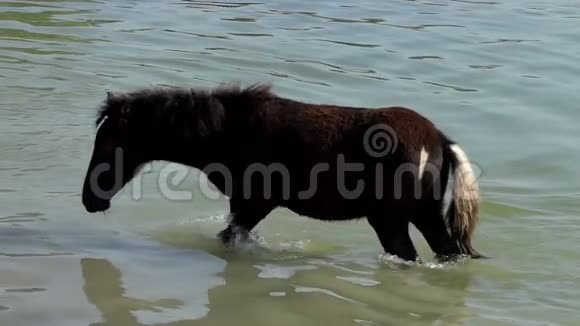 夏季在湖水中缓慢运动的强壮棕马视频的预览图