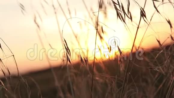 日出透过草叶相机沿着草叶移动视频的预览图