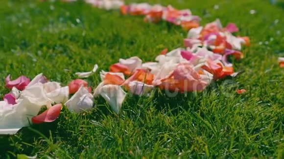 婚礼前绿色草地上有一串红色白色和粉红色的玫瑰花瓣视频的预览图