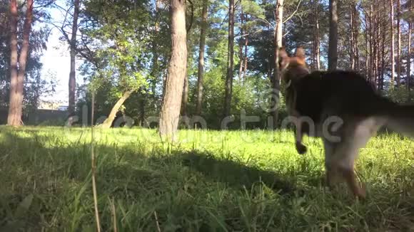有趣的德国牧羊犬从狗的角度在森林里奔跑慢动作视频的预览图