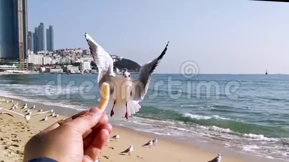 海鸥想吃一份赛康小吃视频的预览图