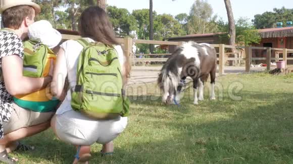 一个有孩子的家庭在围场附近检查一匹小马一匹小马对一个小男孩很满意视频的预览图
