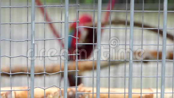 一只有趣的红鹦鹉栖息在笼子里在动物园里吃坚果感觉很好视频的预览图