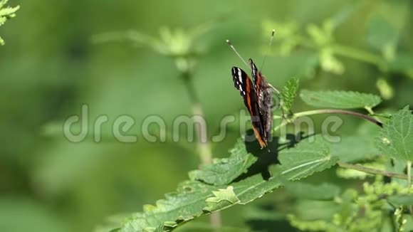 一只长触角的美丽蝴蝶坐在绿色的树枝上视频的预览图