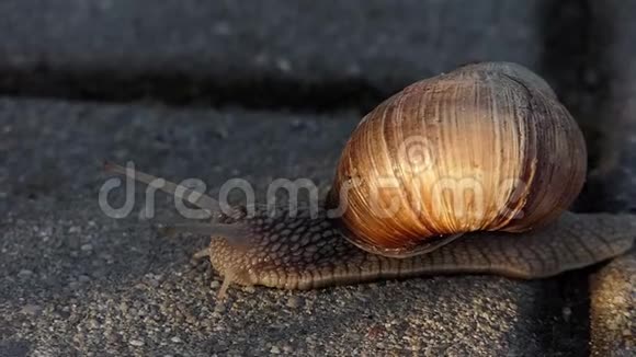 夏天一只笨拙的蜗牛在混凝土表面缓慢地爬行视频的预览图