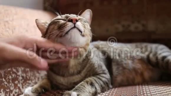 手搓脖子沙发上的猫视频的预览图