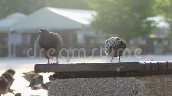 两只鸽子坐着走在一块水泥板上上面是一些栅栏视频的预览图