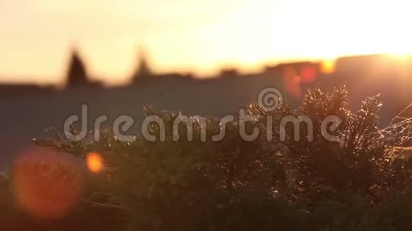 日出透过草叶相机沿着草叶移动视频的预览图