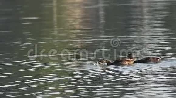 一对鸭子在河里游泳其中一只抓了一条鱼并试图吃掉它视频的预览图