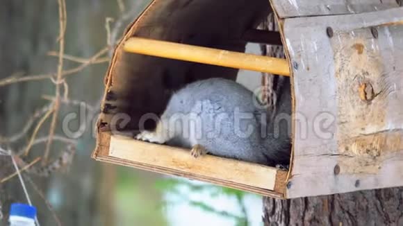 一只松鼠坐在一个自然公园的喂鸟器里吃葵花籽视频的预览图