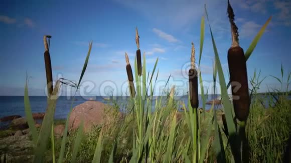 香蒲是香蒲属的多年生草本植物它的海岸视频的预览图