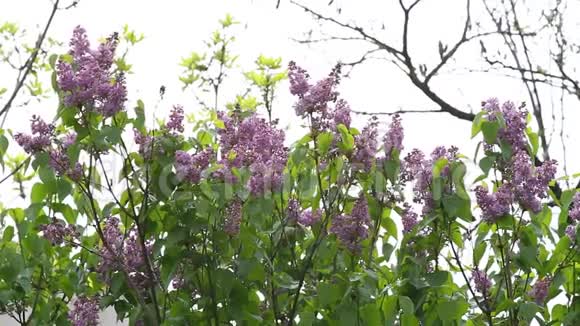 利拉克带野鸟歌的丁香或注射器五颜六色的紫色紫丁香开着绿叶花卉图案利拉克视频的预览图