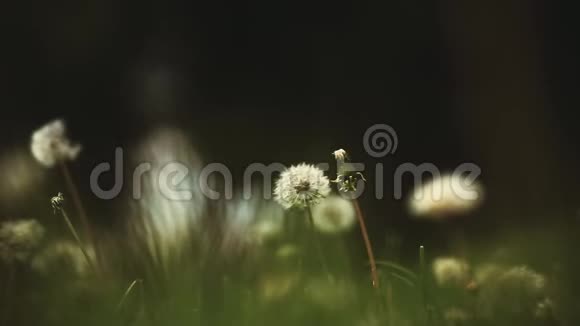 蒲公英植物夏季季节日视频的预览图
