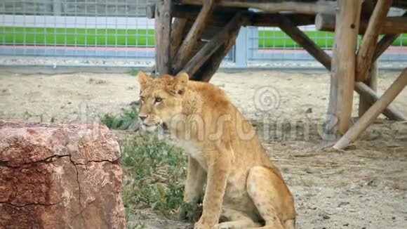 动物园里的狮子座坐着环顾四周视频的预览图