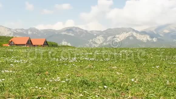 近景的甘菊在山区阿尔卑斯山地区与一个遥远的小村庄非城市地区没有人视频的预览图