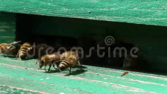 蜂箱里不安全的蜜蜂视频的预览图