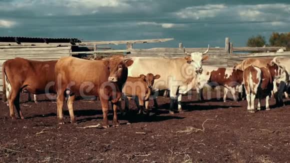 奶牛在农村农场后景牧场放牧畜牧场的牛视频的预览图