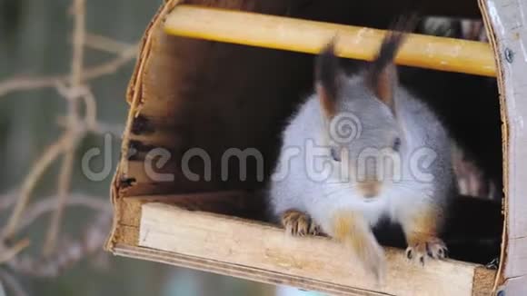 一只松鼠坐在一个自然公园的喂鸟器里吃葵花籽视频的预览图
