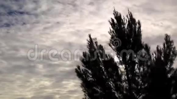 松树剪影在云层背景上视频的预览图