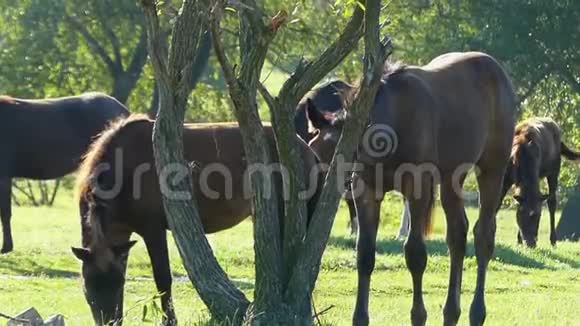 一只美丽的母马在吃一棵小树的叶子视频的预览图