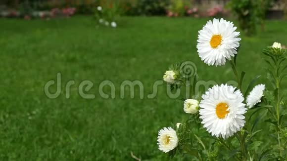 春风吹拂的白色雏菊家庭花园的背景视频的预览图