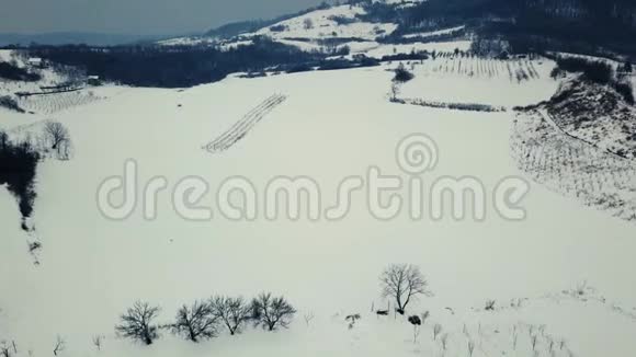 葡萄园冬季鸟瞰图视频的预览图