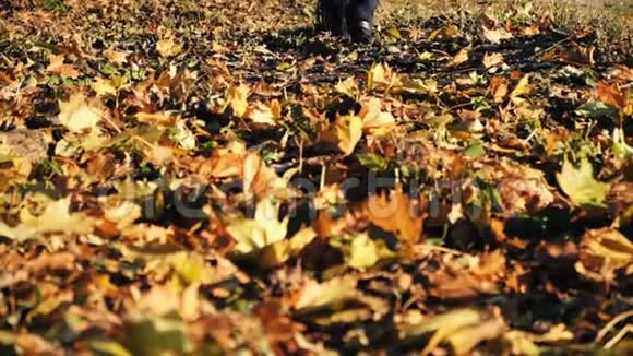 女孩的腿沿着秋天的叶子走视频的预览图