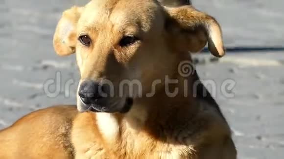 一只友好的黑棕色杂种狗躺在街上视频的预览图