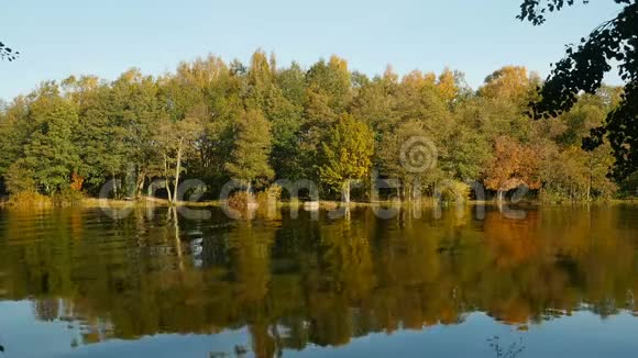 秋天的景色黄树映在水中视频的预览图