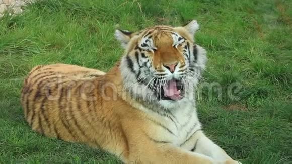 动物园里一只美丽的孟加拉虎在草丛中打哈欠视频的预览图