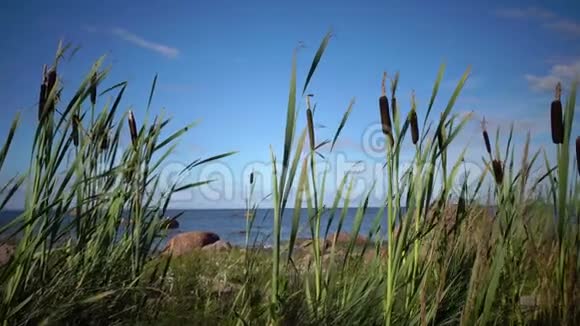 香蒲是香蒲属的多年生草本植物它的海岸视频的预览图