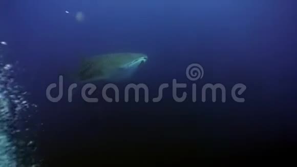 加拉帕戈斯群岛鲸鲨水下泻湖视频的预览图
