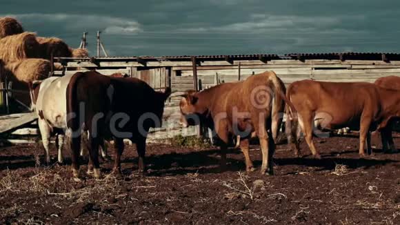 牧场上的奶牛背景是干草堆和谷仓视频的预览图
