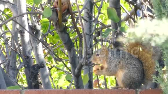 可爱的松鼠吃苹果视频的预览图